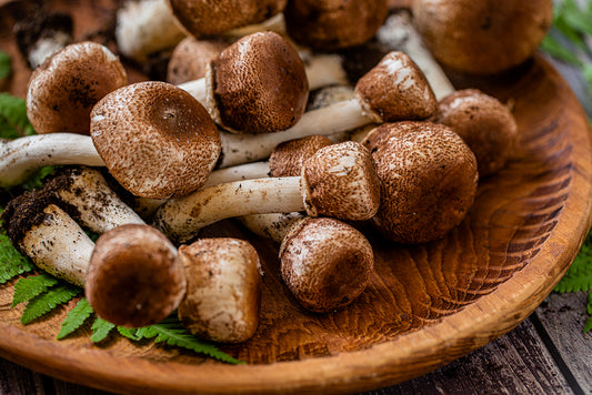 Unlocking the Potential: Exploring the Benefits of Agaricus Blazei Murill