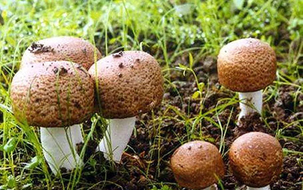 Top Benefits Of Agaricus Blazei Murill