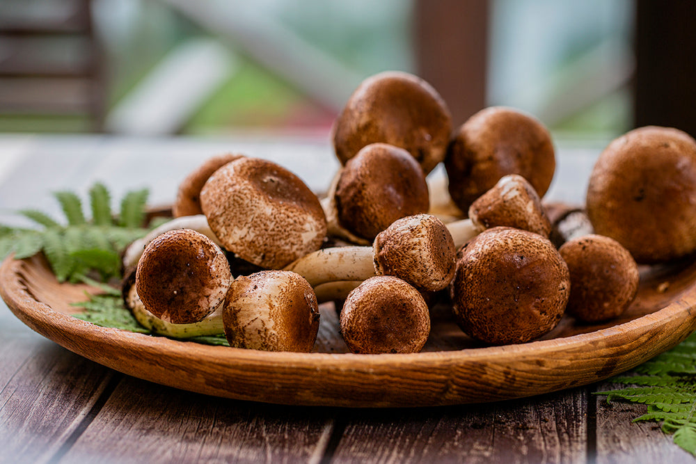 Ancient Remedies: Are Mushrooms Best for Diabetes?