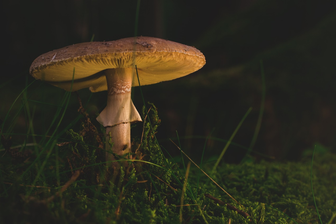 What Is the Best Mushroom to Fight Cancer?