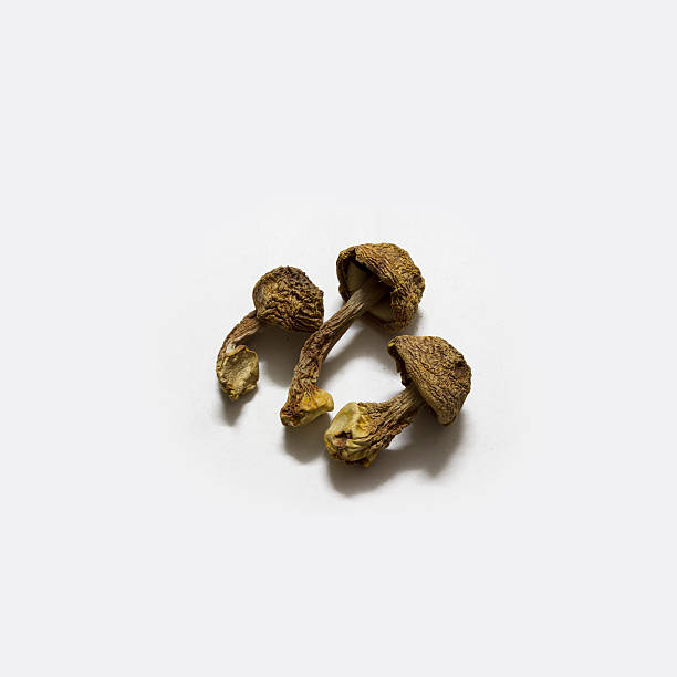 Understanding the Therapeutic Value of the ABM Mushroom