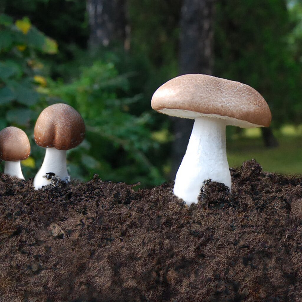 What Is The Agaricus Mushroom?